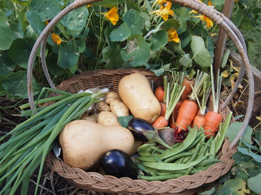 Hotel Drakensberg / Giants Castle South Africa nomad remote 605f18af-5b93-4b92-bc4c-23572c1735cb_lodge produce from garden.JPG